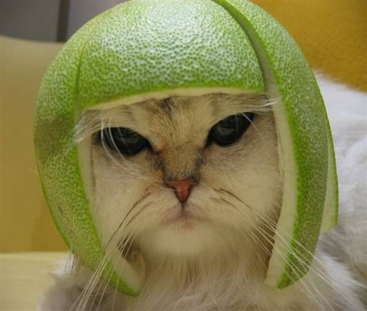 Melon Head Cat