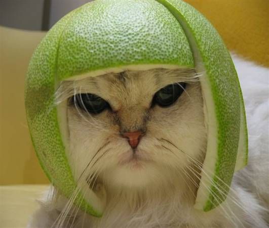 Melon cat 2024